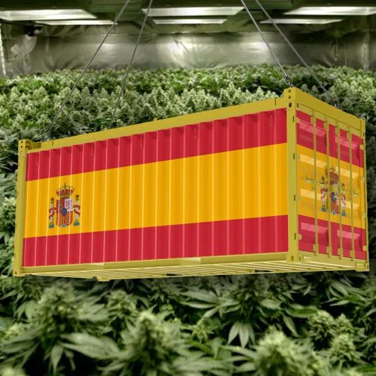 España es el principal proveedor de cannabis para Reino Unido