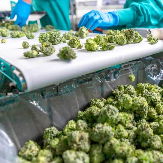 Robo de marihuana en Uruguay reabre debate sobre su modelo de regulación