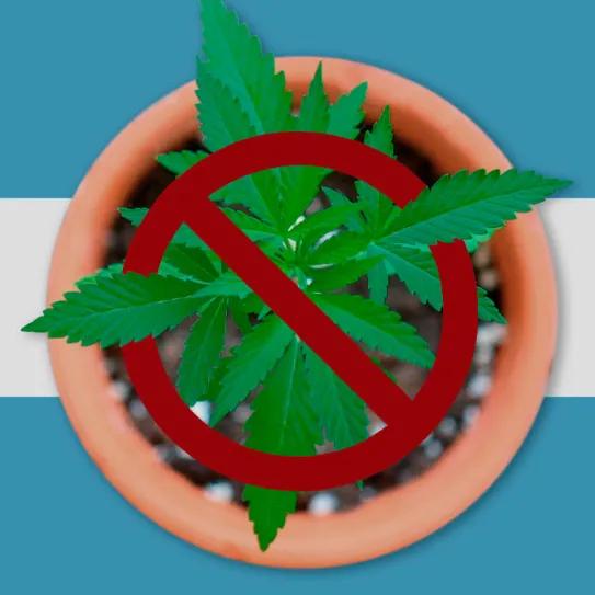  La Justicia argentina rechaza inscribir a un paciente en el registro de cannabis medicinal