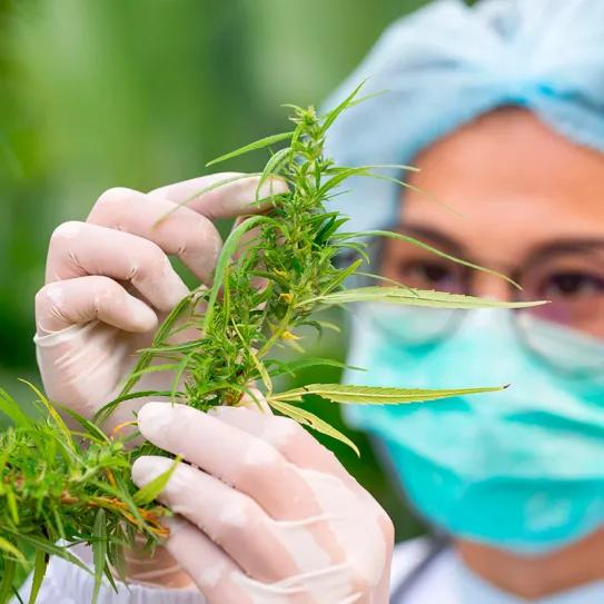 Presentan proyecto de ley sobre cannabis medicinal en Eslovenia