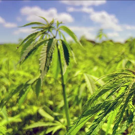 Kazajistán legaliza el cáñamo industrial