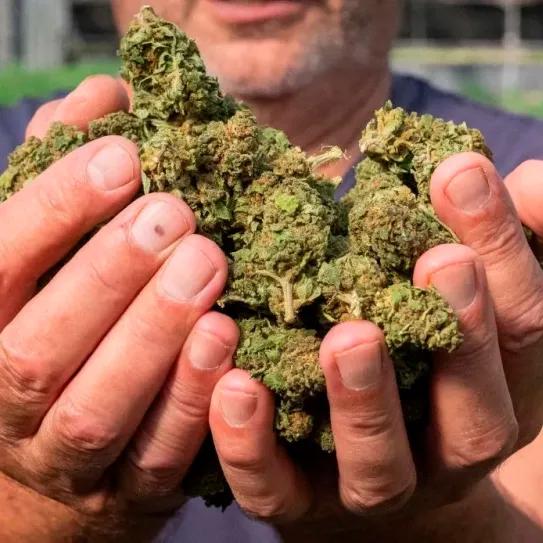 Nuevo golpe a la industria del cáñamo en Italia