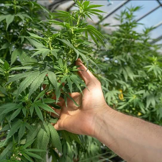 Las hojas revelan un nuevo potencial terapéutico del cannabis