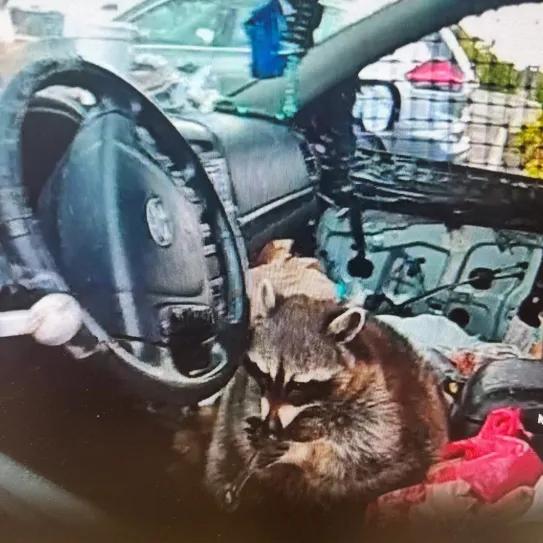 Mapache al interior de un auto fue encontrado con pipas, metanfetamina y crack
