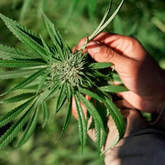 Argentina consolida su agenda federal sobre cannabis y cáñamo