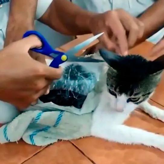 Capturan a gato cargado con cannabis y heroína en Costa Rica