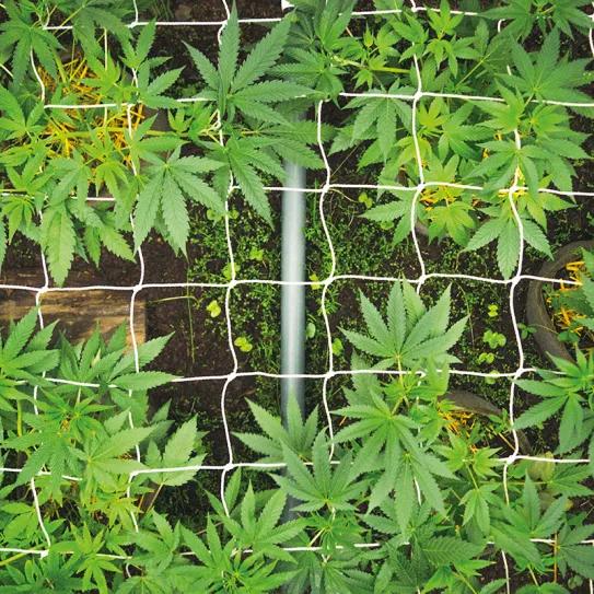 Cultivar cannabis para salvar un planeta que agoniza. Por Santiago Carrillo 