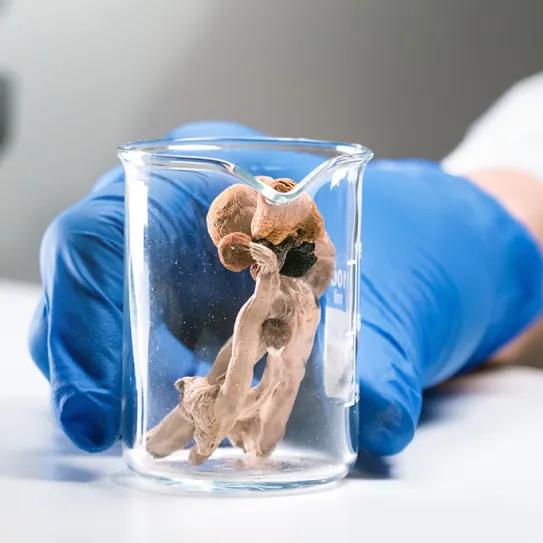 Nuevo y esperanzadores avances terapéuticos con psilocibina