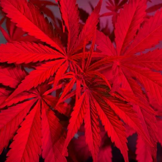 Luz casi invisible potencia el THC en plantas de marihuana