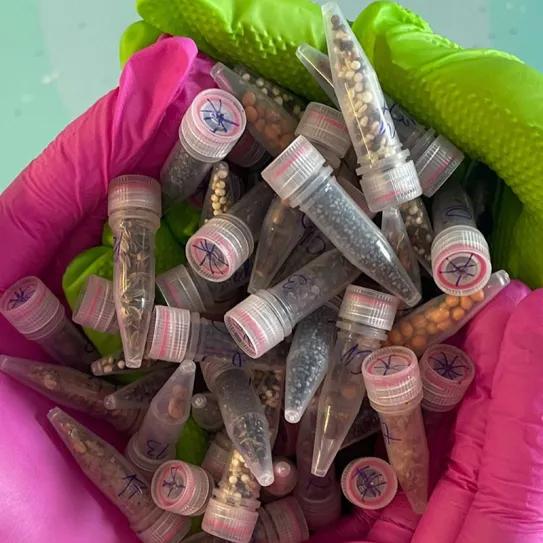 Científicos envían semillas de cannabis al espacio para probar su resistencia