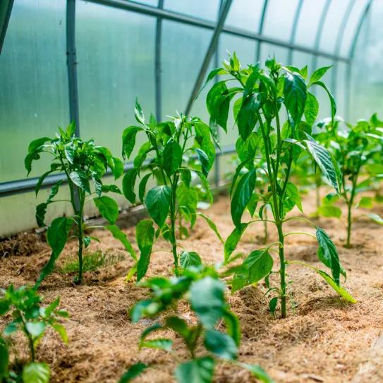 GrowLobby Los mejores growshops online de España en 2025