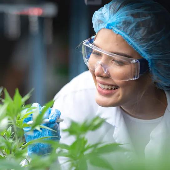 Trabajadores del cannabis lideran la felicidad laboral en EE UU