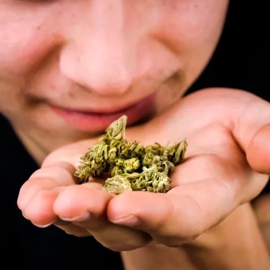 Qué le da al cannabis sus aromas y sabores únicos