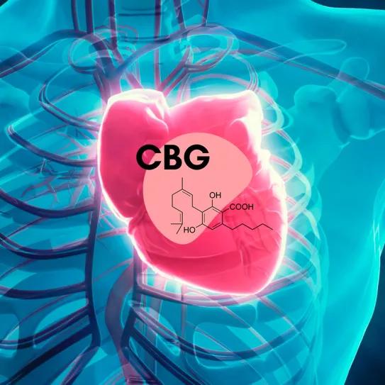 Cannabigerol podría proteger al corazón frente a sobrecarga lipídica