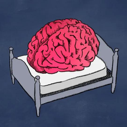 Cannabinoides revierten la inflamación cerebral por falta de sueño