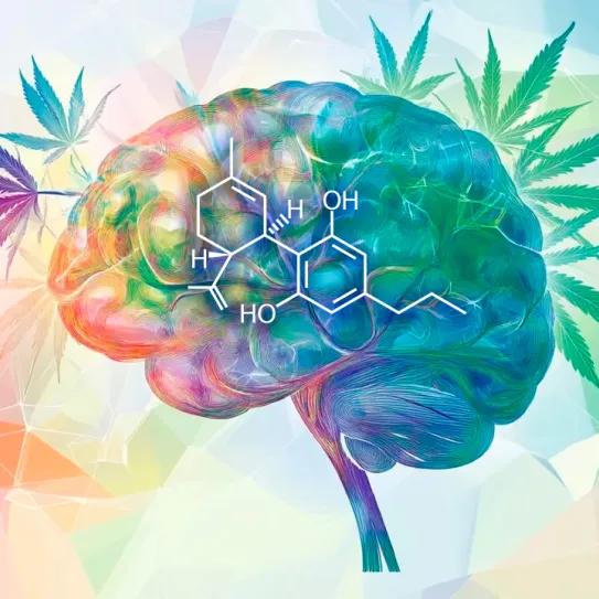 Pacientes con síndrome de Rett ven en el cannabidivarin una nueva esperanza