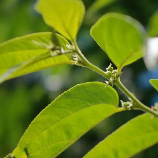 Evidencia dividida sobre presencia de CBD en un arbusto brasileño