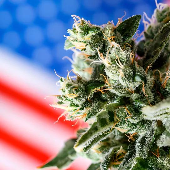 Legalización del uso adulto en EE UU está desplazando a pacientes de cannabis medicinal