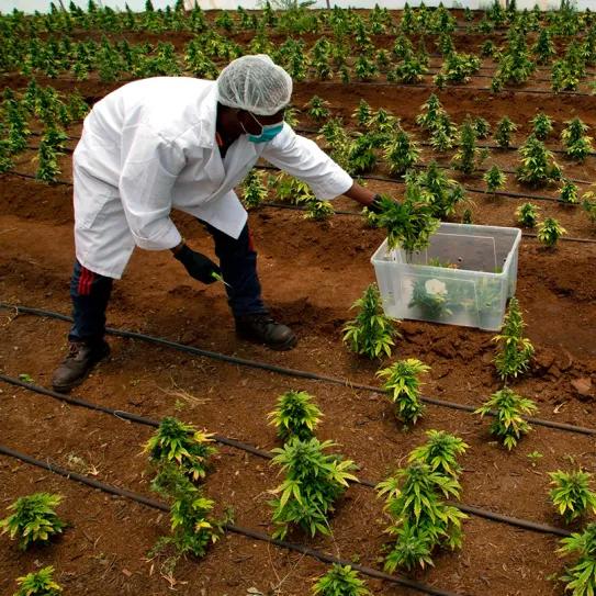 Sudáfrica afina regulación del cannabis y reabre debate de inclusión