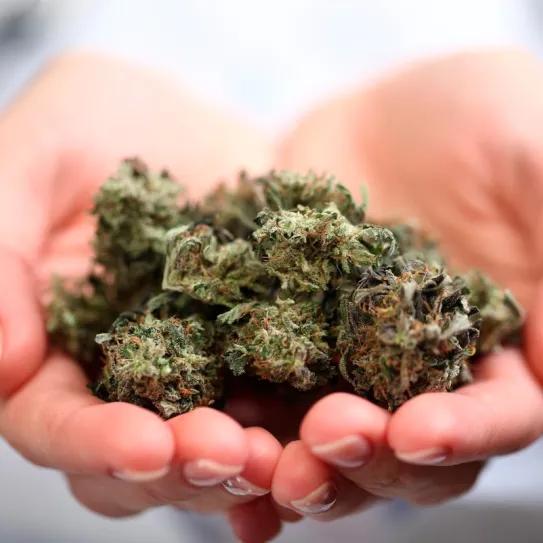 Alemania bate récords en cannabis medicinal pese a los ajustes