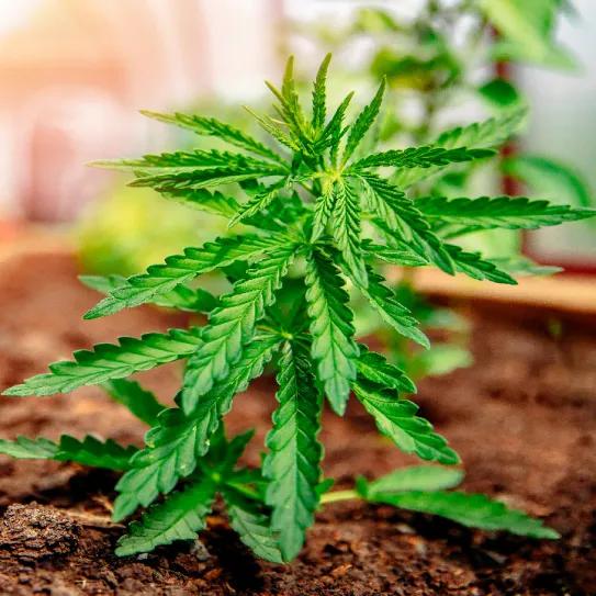 El autocultivo de cannabis incita a la jardinería doméstica
