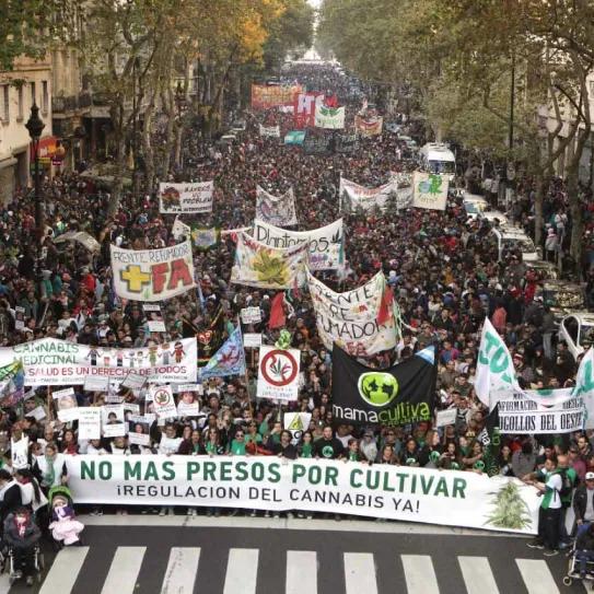 Organizaciones argentinas lanzan Movimiento Cannábico Autoconvocado