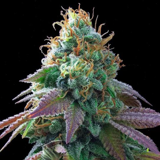 Spritzer x Rainbow Sherbert