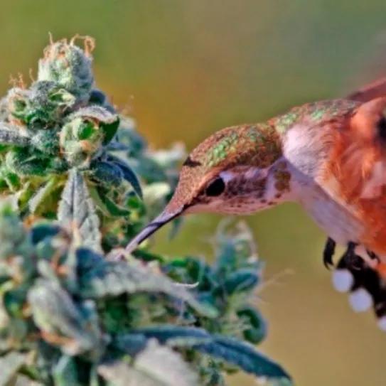 Organizaciones en Australia realizan gira sobre cannabis y ética clínica