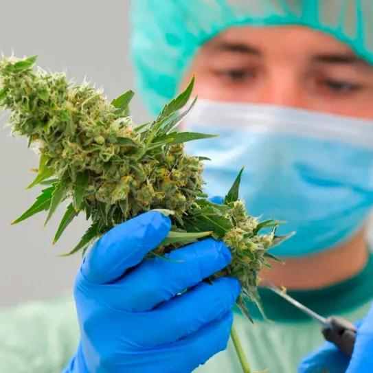 La provincia argentina de Mendoza reglamenta su ley de cannabis y cáñamo