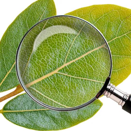 ¿Tiene sentido mantener prohibida la hoja de coca?