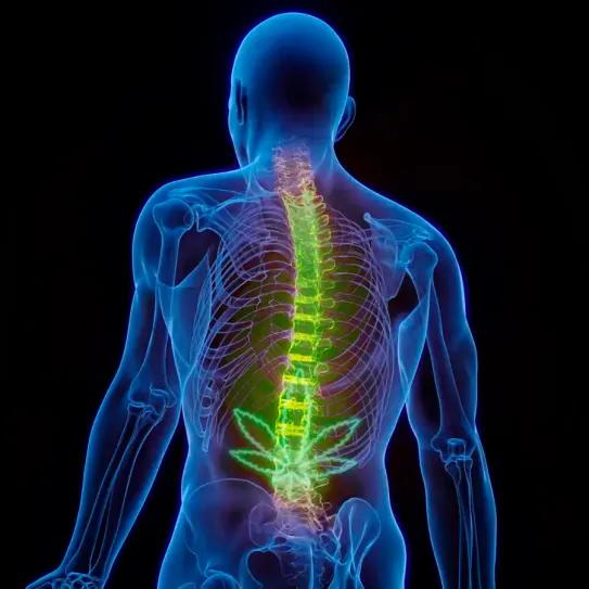 Extracto de cannabis demuestra eficacia contra la lumbalgia crónica