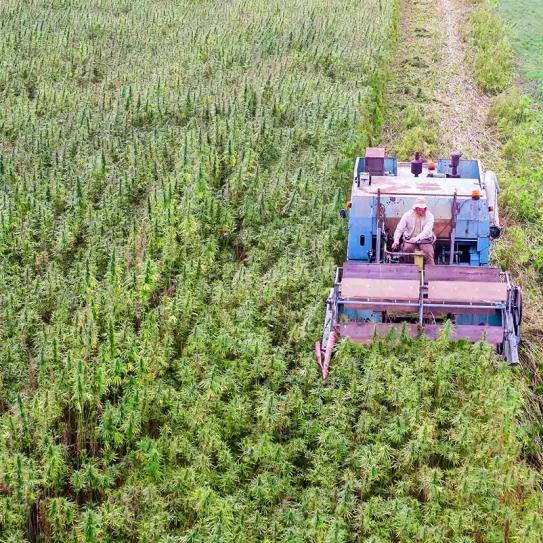 La provincia argentina del Chaco se adhiere al marco nacional de cannabis y cáñamo