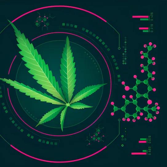 Europa podría autorizar su primer fármaco cannábico de planta completa