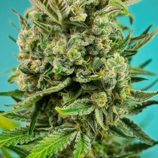 Diablo’s Delight XL Auto de Sweet Seeds, la auto perfecta