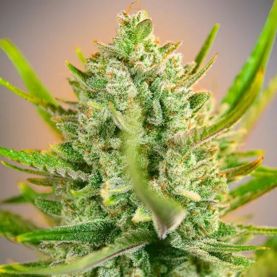 Monster Maker® de Sweet Seeds®. Una sinfonía resinosa con alma cítrica