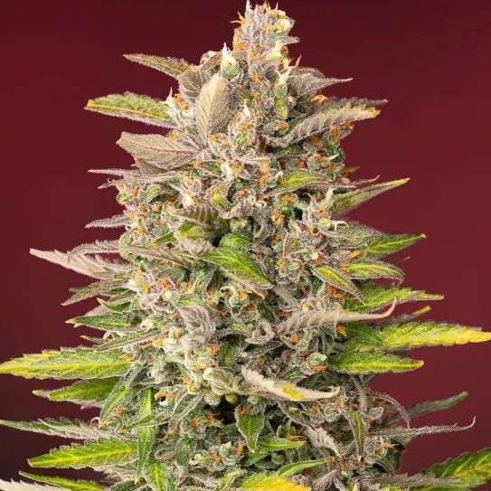 Permanent Jealousy XL Auto®