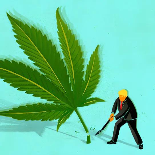 Trump veta el THC de cáñamo en productos comerciales