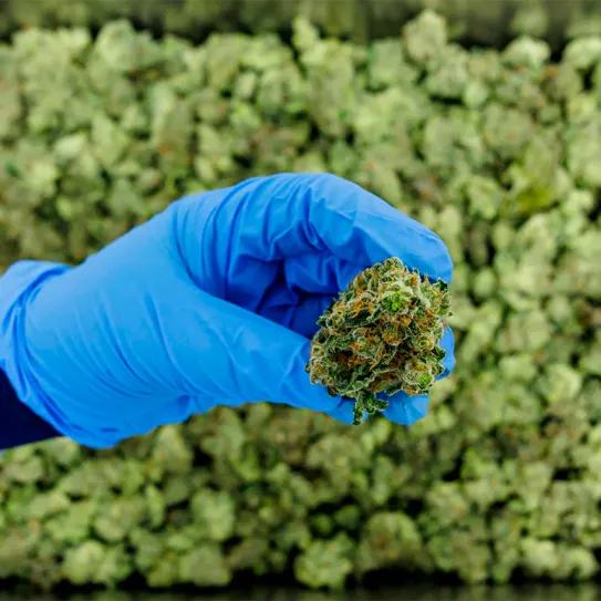 Alemania aumenta importación de cannabis medicinal 