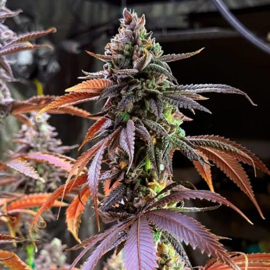 Grandpa Zombie: el apocalipsis nunca fue tan tranquilo