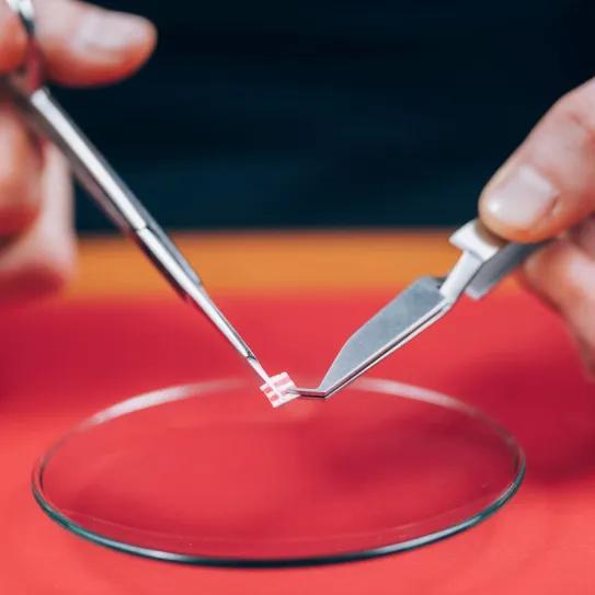 Estudio sugiere que la microdosis de psicodélicos genera beneficios breves