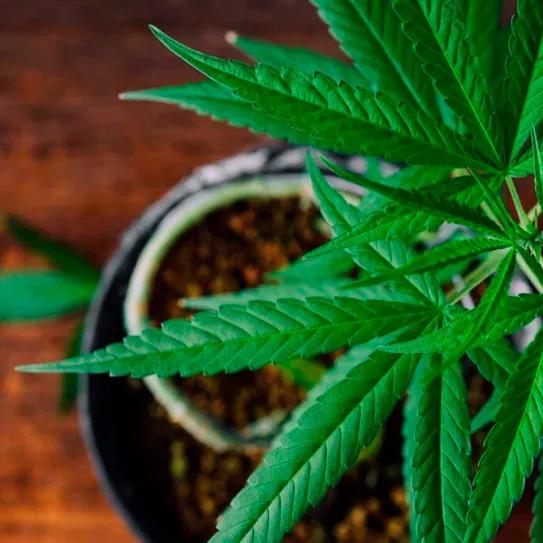 Washington reabre el debate sobre la legalización del autocultivo