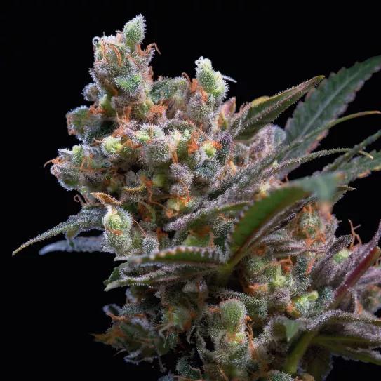 Imagen sin descripción