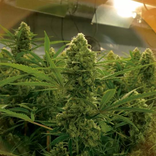 Imagen sin descripción