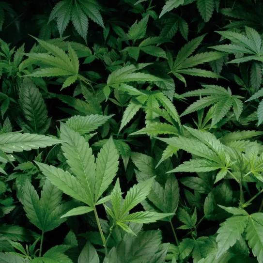 Imagen sin descripción