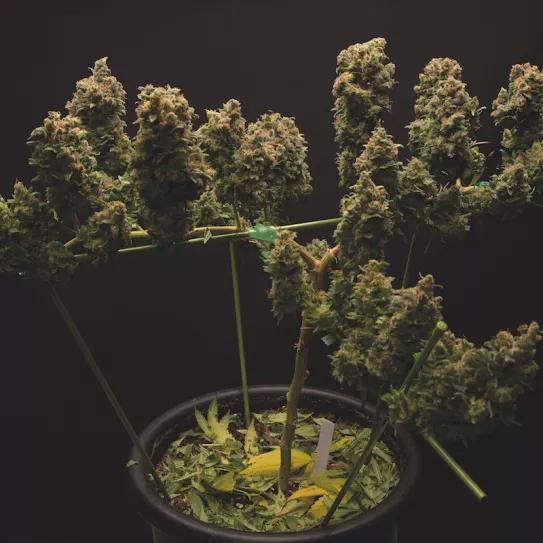 Imagen sin descripción