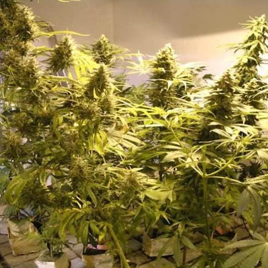 Imagen sin descripción