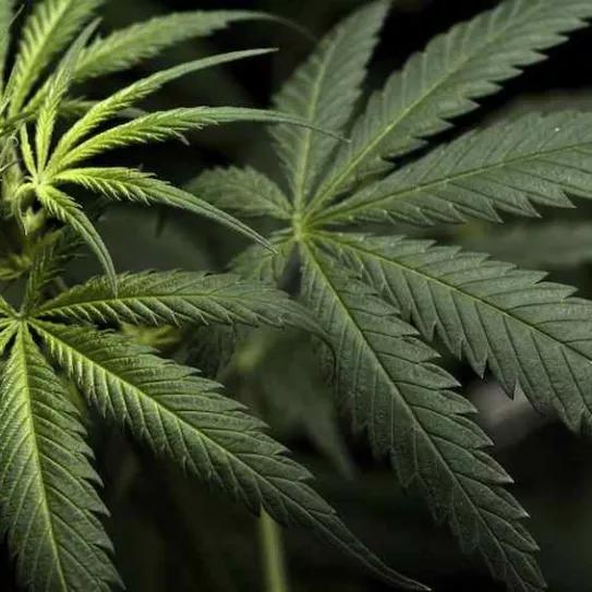 Imagen sin descripción