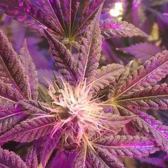 Imagen sin descripción