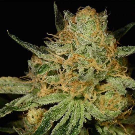 Imagen sin descripción