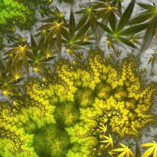 Imagen sin descripción